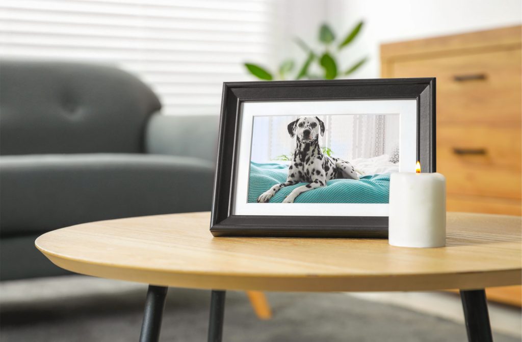 Photograph of a Dalmatian on a table with a candle next to the picture frame